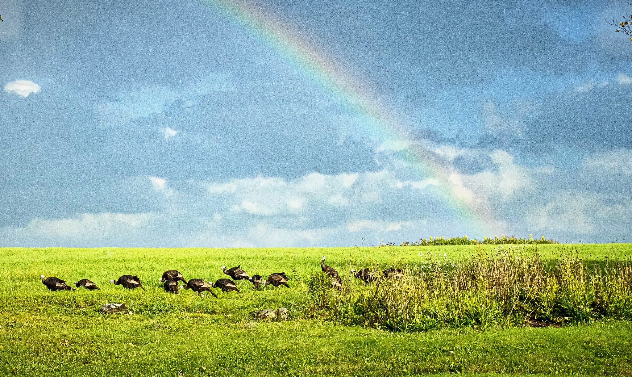 Wild turkeys foraging in a Goshen field beneath a rainbow